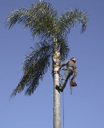 palm tree removal 24 hours