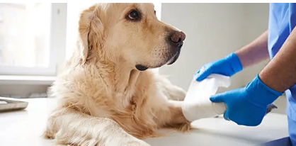 CCL tear in dogs treatment